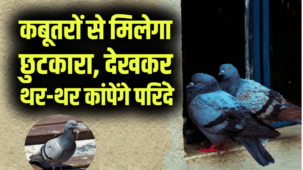 500 साल पुराना देसी तरीका! कबूतरों से छुटकारा पाने के लिए लोग आजमा रहे ये अनोखा जुगाड़, देखकर थर-थर कांपेंगे परिंदे