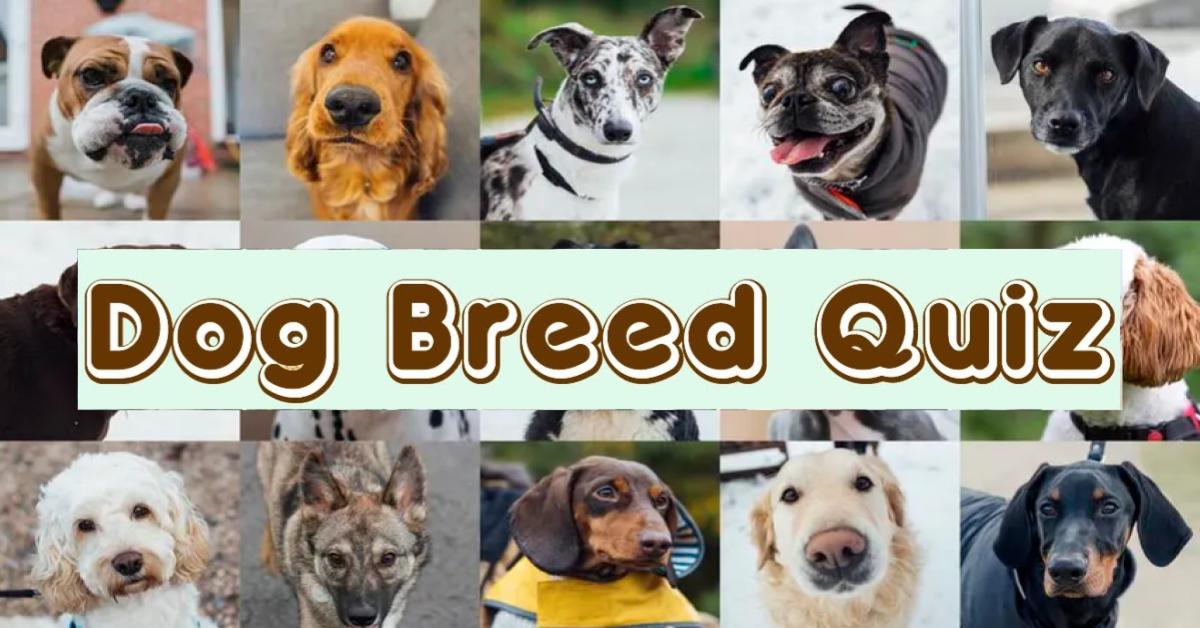 If you are a dog lover then identify these pictures and tell the name of the dog breed.