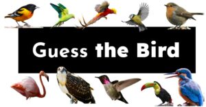 Can you name the bird in the picture?