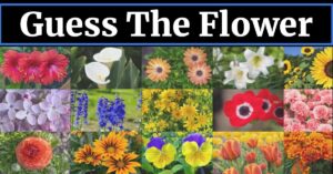 "Guess the Flower from Emoji Challenge "