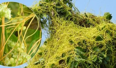 अमरबेल है चमत्कारी औषधि! शरीर के इन 5 रोगों का करता है जड़ से इलाज – जानिए कैसे करें इस्तेमाल