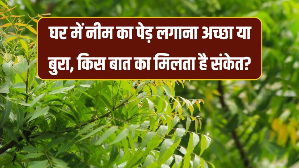 क्या घर में नीम का पेड़ लगाना शुभ होता है? जानिए इसके पीछे का संकेत और मान्यता