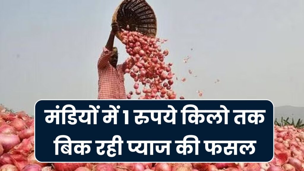प्याज की कीमतों ने किसानों को रुलाया, मंडियों में 1 रुपये किलो तक बिक रही प्याज की फसल