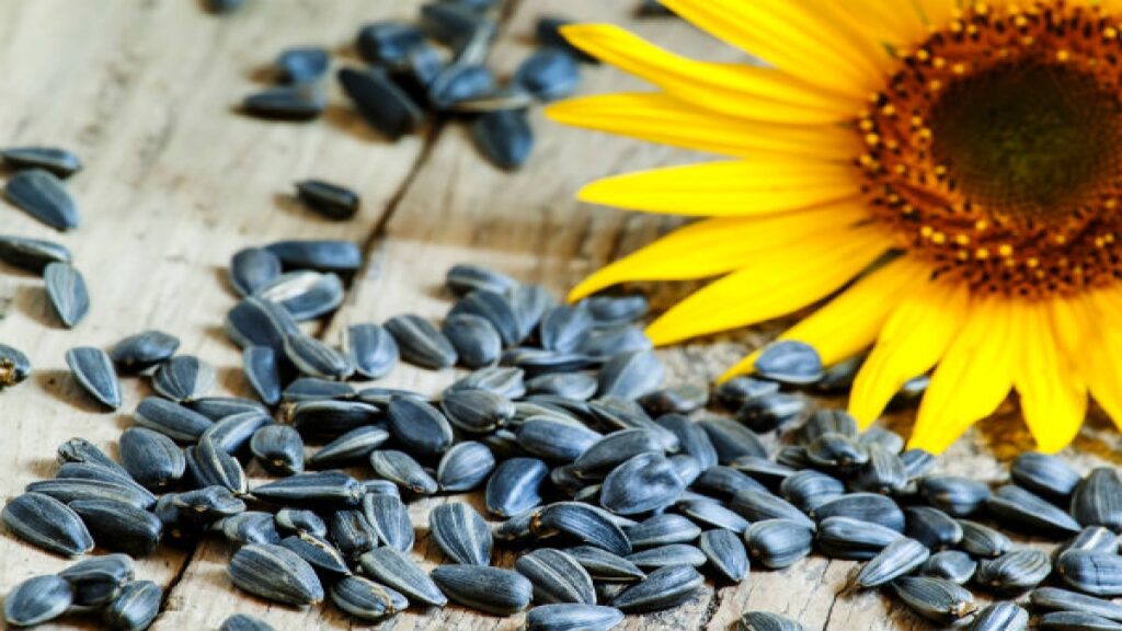 Sunflower seeds