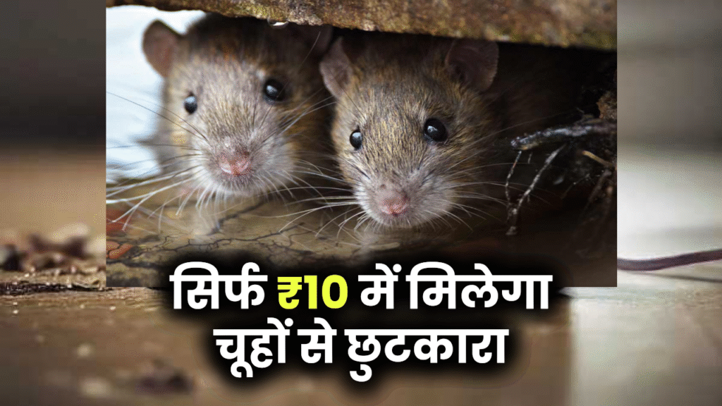 घर में चूहे कर रहे आतंक? सिर्फ ₹10 में मिलेगा छुटकारा – जानिए 3 सबसे असरदार देसी उपाय