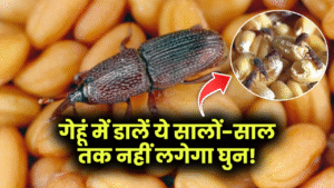 Hindi News, हिंदी न्यूज़ , Hindi Samachar, हिंदी समाचार | GyanOK.com | News and Quiz 4 गेहूं में डालें ये सालों-साल तक नहीं लगेगा घुन! कीड़े-मकोड़े पास भी नहीं आते