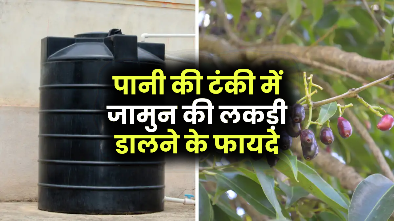 पानी की टंकी में जामुन की लकड़ी डालने का क्या फायदा होता है, जानें