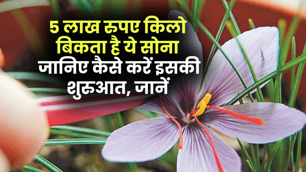 केसर की खेती से कमाएं लाखों! 5 लाख रुपए किलो बिकता है ये सोना, जानिए कैसे करें इसकी शुरुआत