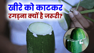 खीरे को काटकर रगड़ना क्यों है जरूरी? जानिए इसके 5 बड़े फायदे