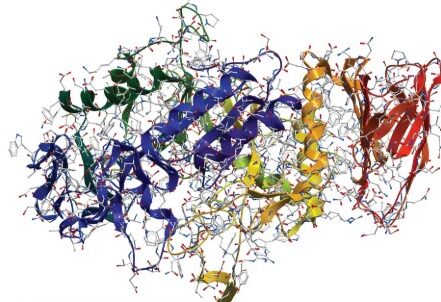 Amylase