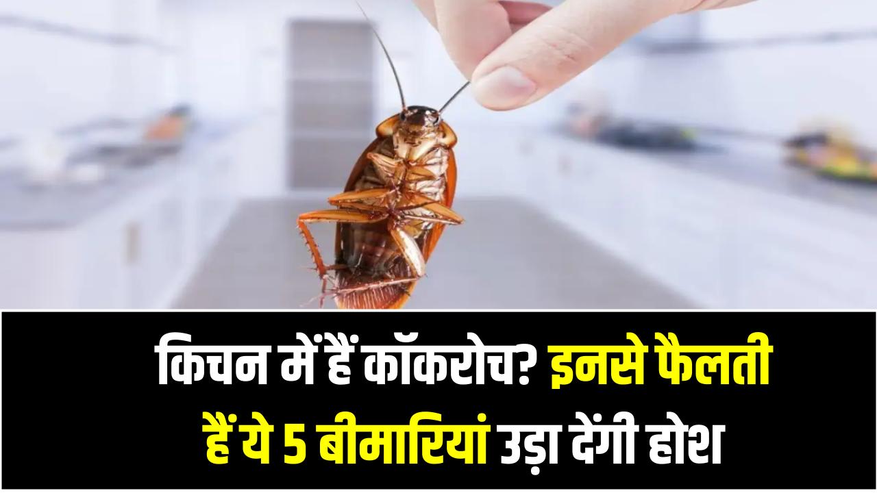 किचन में हैं कॉकरोच? इनसे फैलती हैं ये 5 बीमारियां उड़ा देंगी होश