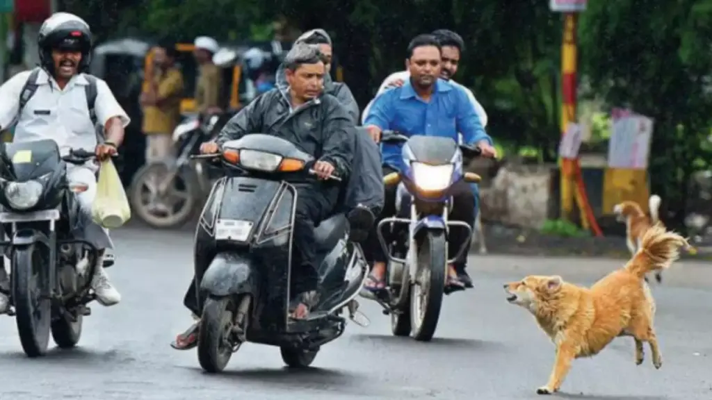 कार और बाइक के पीछे क्यों भागते हैं कुत्ते? जो आपको पता है असल में वो नहीं है असली वजह, जानें अभी