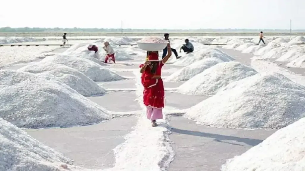 आपकी थाली में आने वाला नमक कैसे तैयार होता है? कैसे होती है नमक की खेती, देखकर रह जाएंगे हैरान