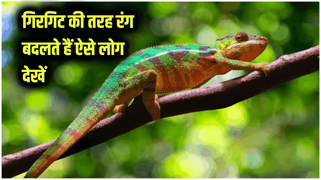 गिरगिट की तरह रंग बदलते हैं ऐसे लोग, इनसे बचकर रहना चाहिए, देखें