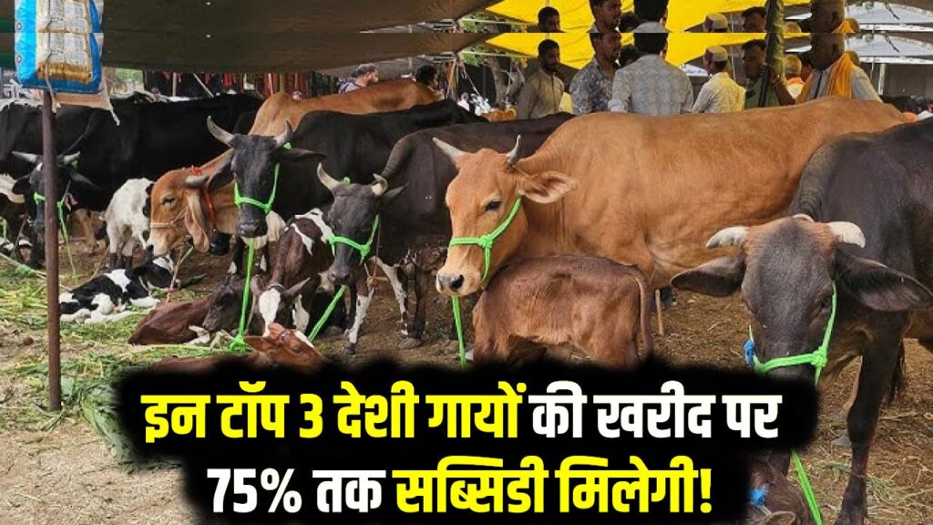 इन टॉप 3 देशी गायों की खरीद पर 75% तक सब्सिडी मिलेगी! आवेदन की अंतिम तिथि 25 जुलाई