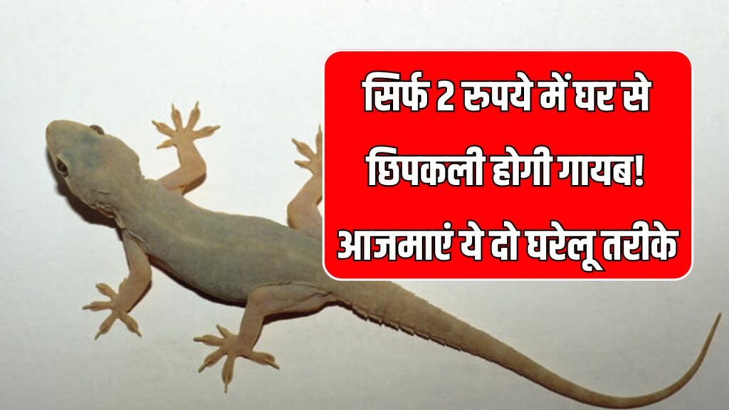सिर्फ 2 रुपये में घर से छिपकली होगी गायब! आजमाएं ये दो घरेलू तरीके, नहीं दिखेगी एक भी