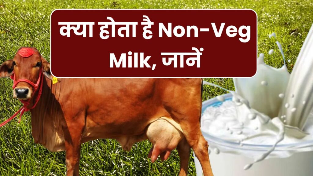 Non Veg Milk: ज्यादा दूध के लिए गायों को खिलाया जाता है मांस से बना चारा, क्या है ये नॉन वेज मिल्क