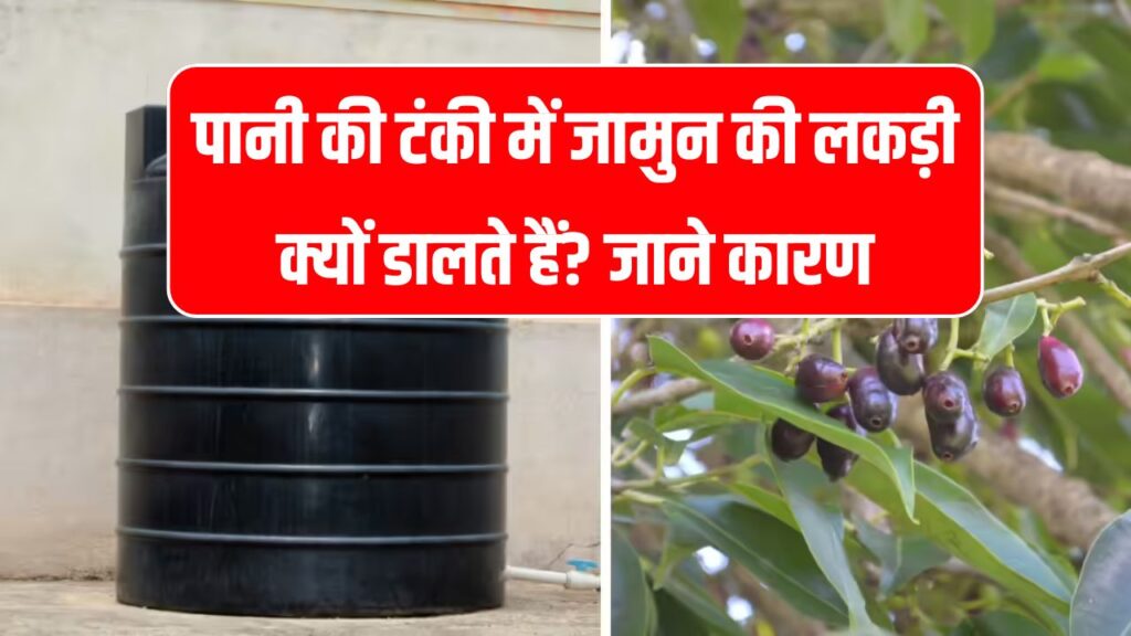 पानी की टंकी में जामुन की लकड़ी क्यों डालते हैं? क्या है आयुर्वेदिक और वैज्ञानिक कारण