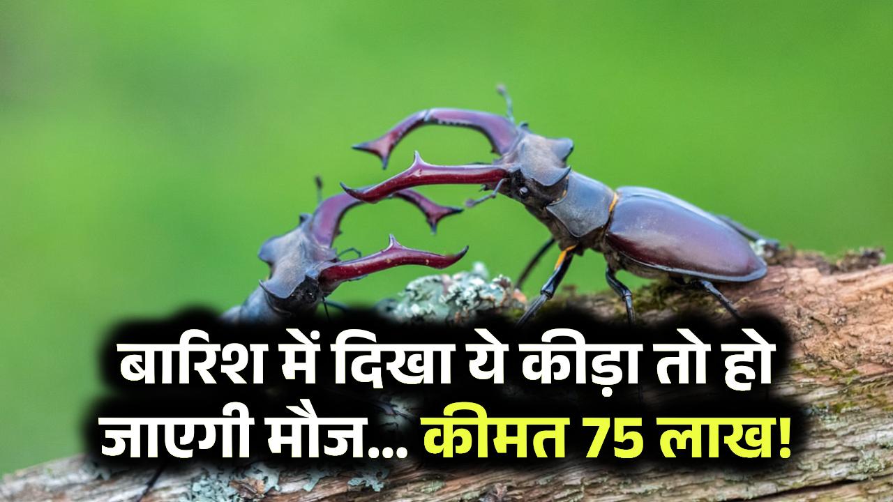 बारिश में दिखा ये कीड़ा तो हो जाएगी मौज… कीमत 75 लाख!