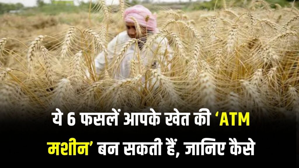 गेहूं-धान नहीं, ये 6 फसलें किसानों के लिए बन सकती हैं सोने की खान, देखें अभी