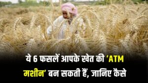 गेहूं-धान नहीं, ये 6 फसलें किसानों के लिए बन सकती हैं सोने की खान, देखें अभी
