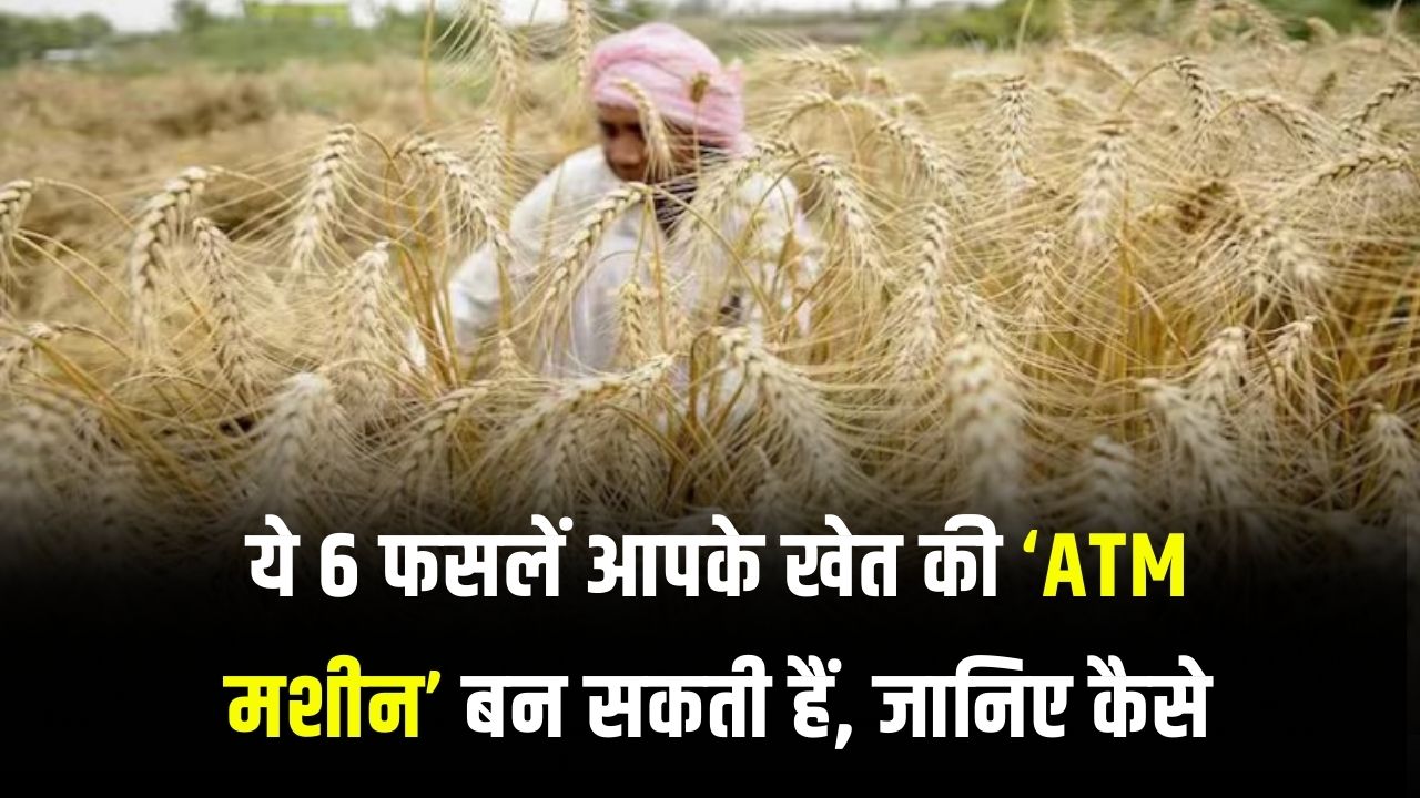 गेहूं-धान नहीं, ये 6 फसलें किसानों के लिए बन सकती हैं सोने की खान, देखें अभी