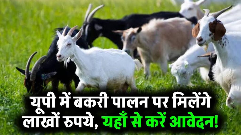 यूपी में बकरी पालन पर मिलेंगे लाखों रुपये, अप्लाई करने का पूरा तरीका ये है