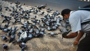सड़क पर कबूतरों को दाना डालना पड़ सकता है महंगा! जानें कितने साल की हो सकती है सजा