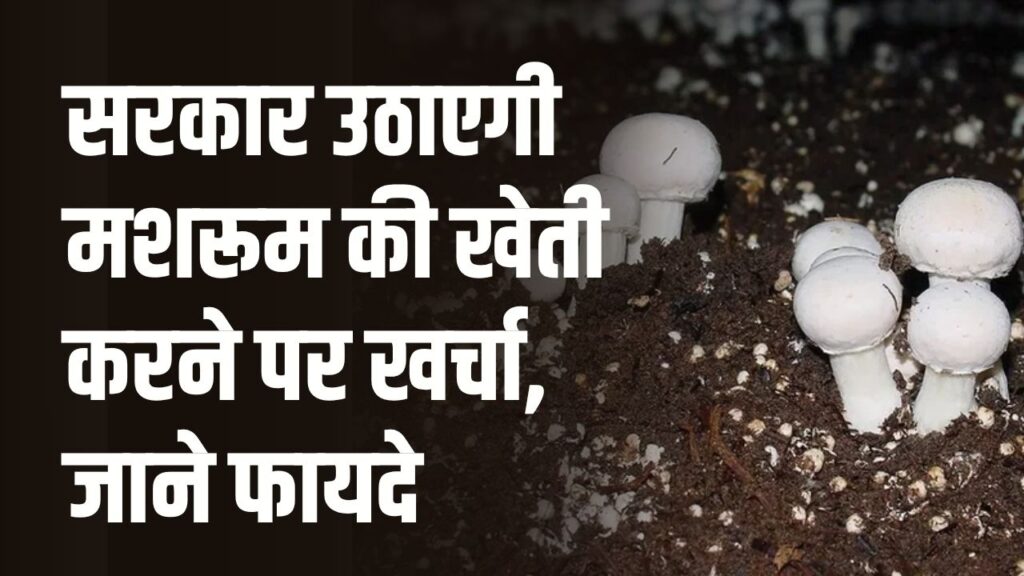 Mushroom Farming : मशरूम की खेती करने पर खर्चा उठाएगी सरकार, फायदा होगा किसानों को, देखें