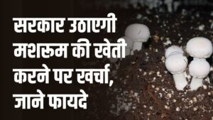 Mushroom Farming : मशरूम की खेती करने पर खर्चा उठाएगी सरकार, फायदा होगा किसानों को, देखें