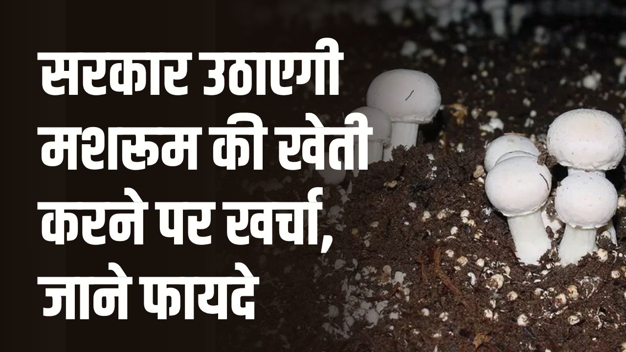 Mushroom Farming : मशरूम की खेती करने पर खर्चा उठाएगी सरकार, फायदा होगा किसानों को, देखें