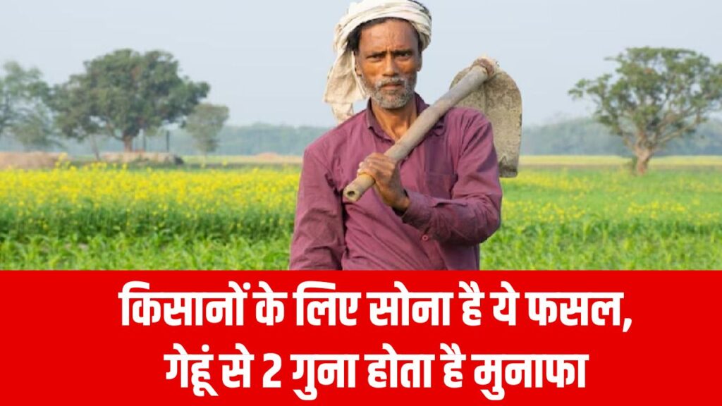 किसानों के लिए सोना है ये फसल, गेहूं से 2 गुना होता है मुनाफा, सरकार भी दे रही सब्सिडी