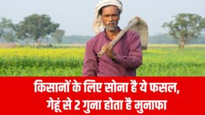 किसानों के लिए सोना है ये फसल, गेहूं से 2 गुना होता है मुनाफा, सरकार भी दे रही सब्सिडी