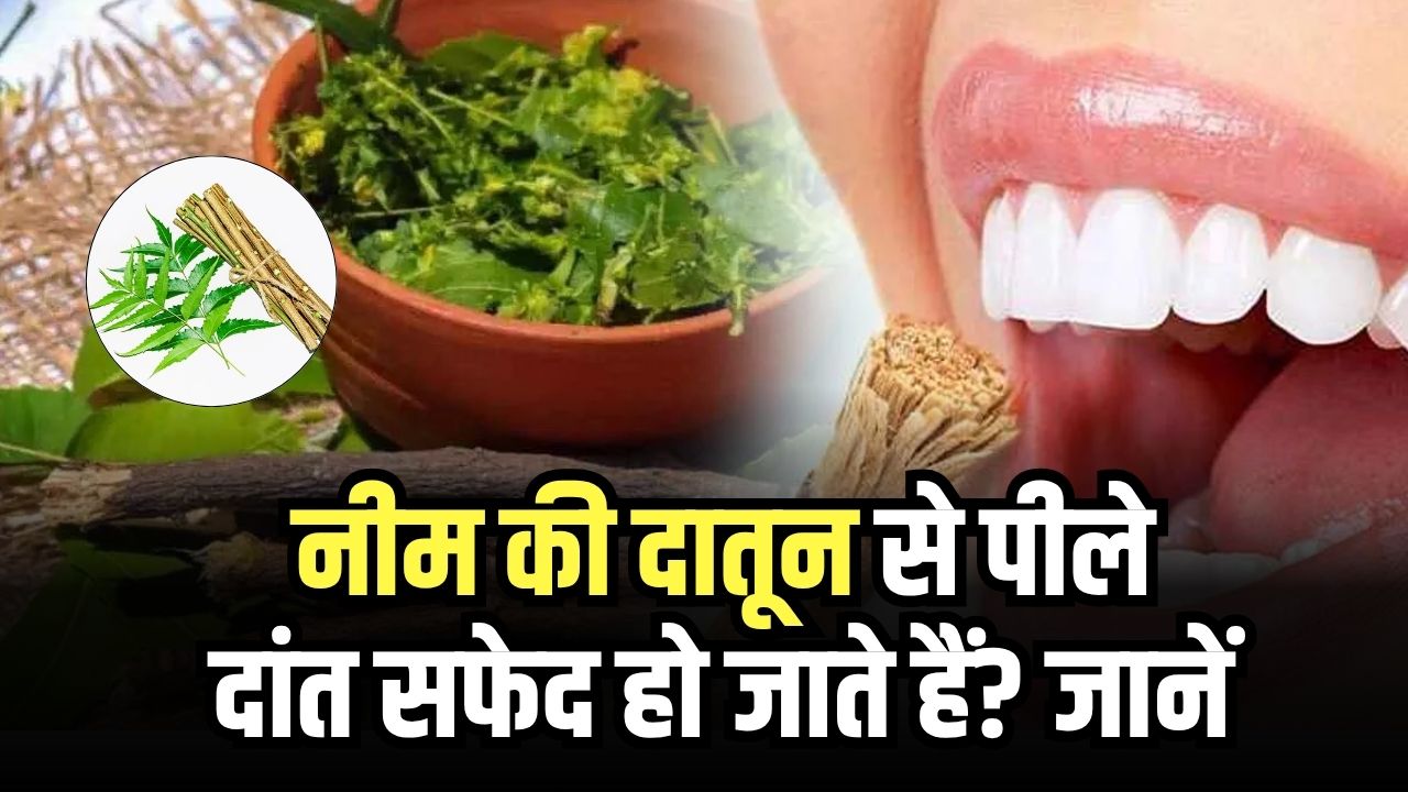 क्या नीम की दातून सच में सफेद कर देती है पीले दांत? डेंटल सर्जन ने बताया असरदार Teeth Whitening का घरेलू नुस्खा
