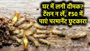 Termite Solution: घर में दीमक लग गई? टेंशन न लें, सिर्फ 50 रुपये खर्च करके पाएं छुटकारा