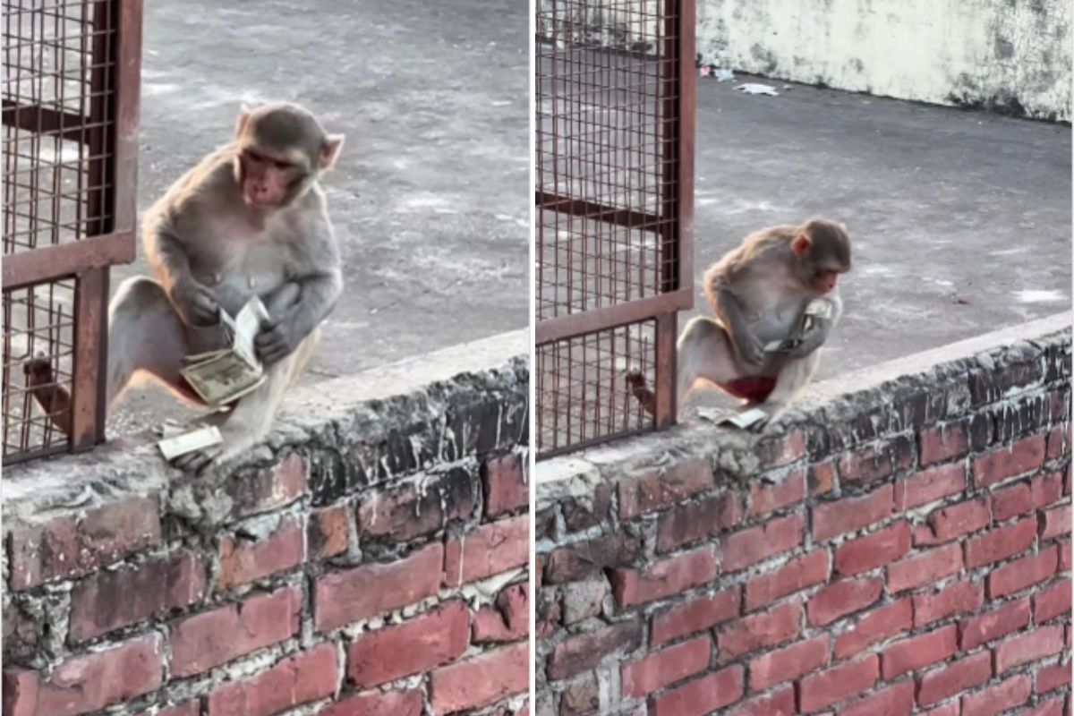Viral Video: बंदर बना कैशियर! महिला का पर्स छीनकर छत पर बैठा और गिनने लगा नोट, वीडियो हुआ वायरल