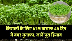 किसानों के लिए ATM है ये खेती! सिर्फ 45 दिन में इस फसल से होगा बंपर मुनाफा, जानें बुवाई से कटाई तक का हिसाब