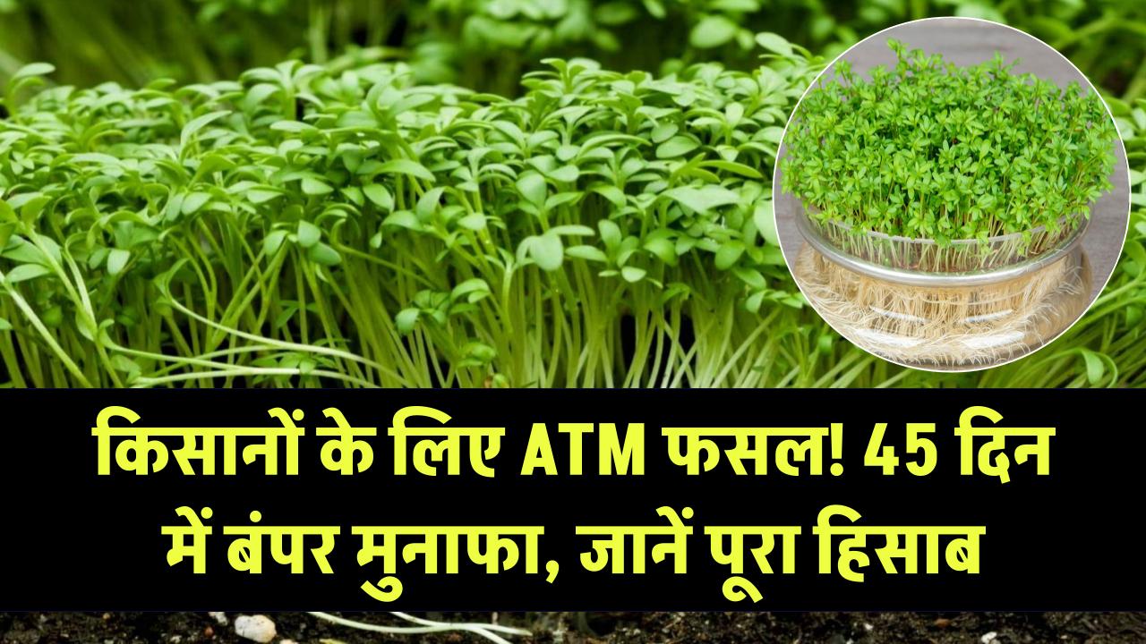 किसानों के लिए ATM है ये खेती! सिर्फ 45 दिन में इस फसल से होगा बंपर मुनाफा, जानें बुवाई से कटाई तक का हिसाब