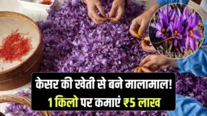 केसर की खेती करेगी मालामाल, जानें कैसे 1 किलो केसर के मिलेंगे 5 लाख रुपये तक, कैसे कर सकते हैं इसकी खेती जानें