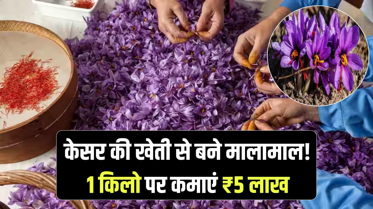 केसर की खेती करेगी मालामाल, जानें कैसे 1 किलो केसर के मिलेंगे 5 लाख रुपये तक, कैसे कर सकते हैं इसकी खेती जानें