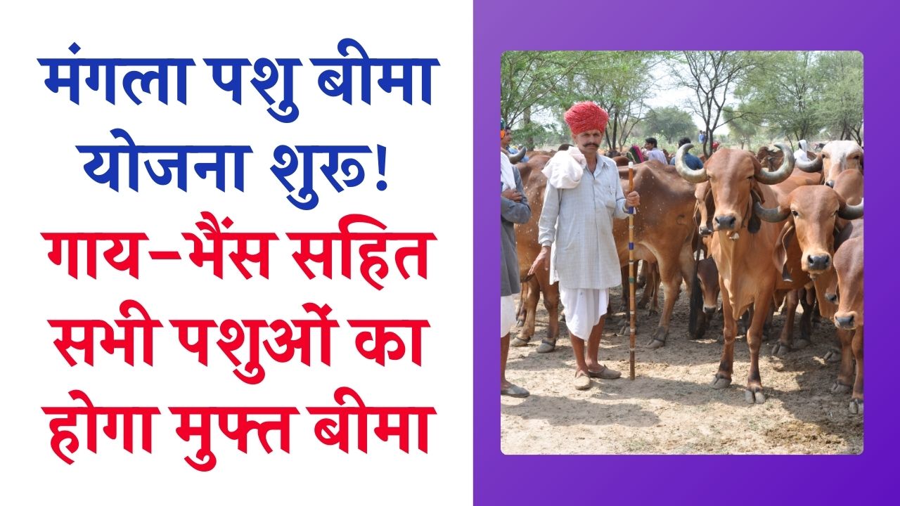 मंगला पशु बीमा योजना शुरू! गाय-भैंस सहित सभी पशुओं का होगा मुफ्त बीमा, आवेदन करें