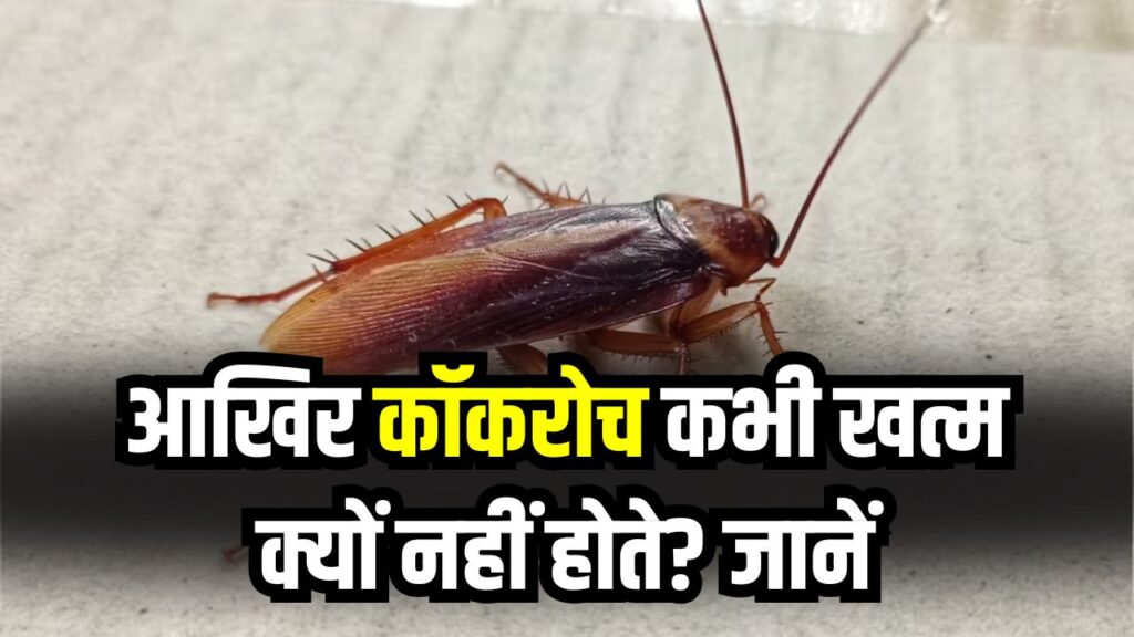 Cockroach Mystery: आखिर कॉकरोच कभी खत्म क्यों नहीं होते? जानें कुदरत ने इन्हें कौन-सा ‘सुपरपावर’ दिया है