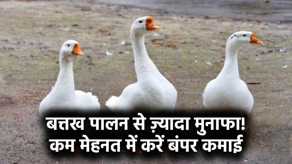 Duck Farming Business: मुर्गी या भेड़ से ज्यादा मुनाफा देती है बत्तख पालन, जानें कैसे करें कम मेहनत में बंपर कमाई