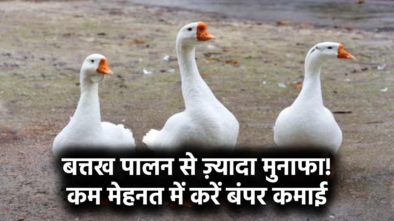 Duck Farming Business: मुर्गी या भेड़ से ज्यादा मुनाफा देती है बत्तख पालन, जानें कैसे करें कम मेहनत में बंपर कमाई