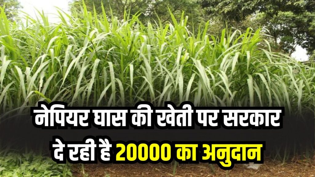 Farmer Subsidy: किसानों के लिए खुशखबरी, नेपियर घास की खेती पर सरकार दे रही है 20000 का अनुदान