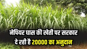 Farmer Subsidy: किसानों के लिए खुशखबरी, नेपियर घास की खेती पर सरकार दे रही है 20000 का अनुदान