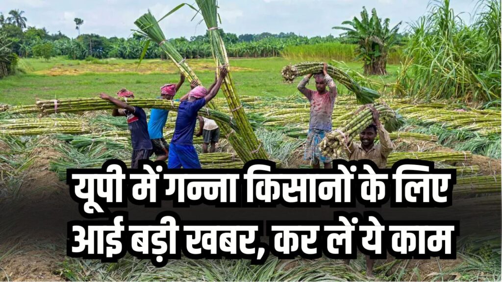 गन्ना किसानों के लिए बड़ी खबर! यह काम नहीं किया तो नहीं मिलेगी गन्ना पर्ची