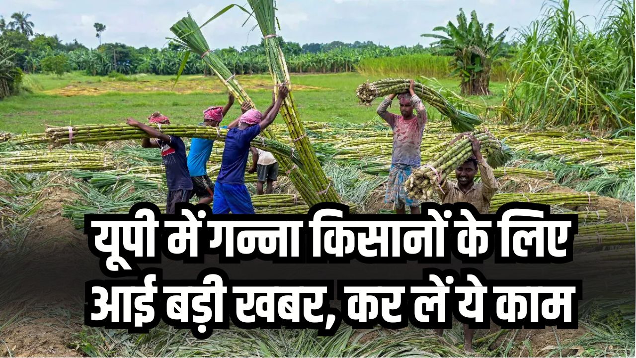 गन्ना किसानों के लिए बड़ी खबर! यह काम नहीं किया तो नहीं मिलेगी गन्ना पर्ची