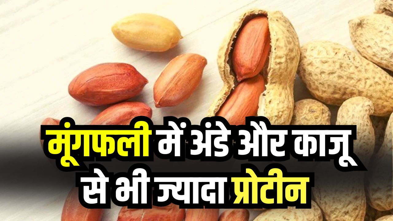 अंडे-काजू से ज्यादा प्रोटीन देती है मूंगफली! जानें रोजाना कितनी मूंगफली खाना सही है