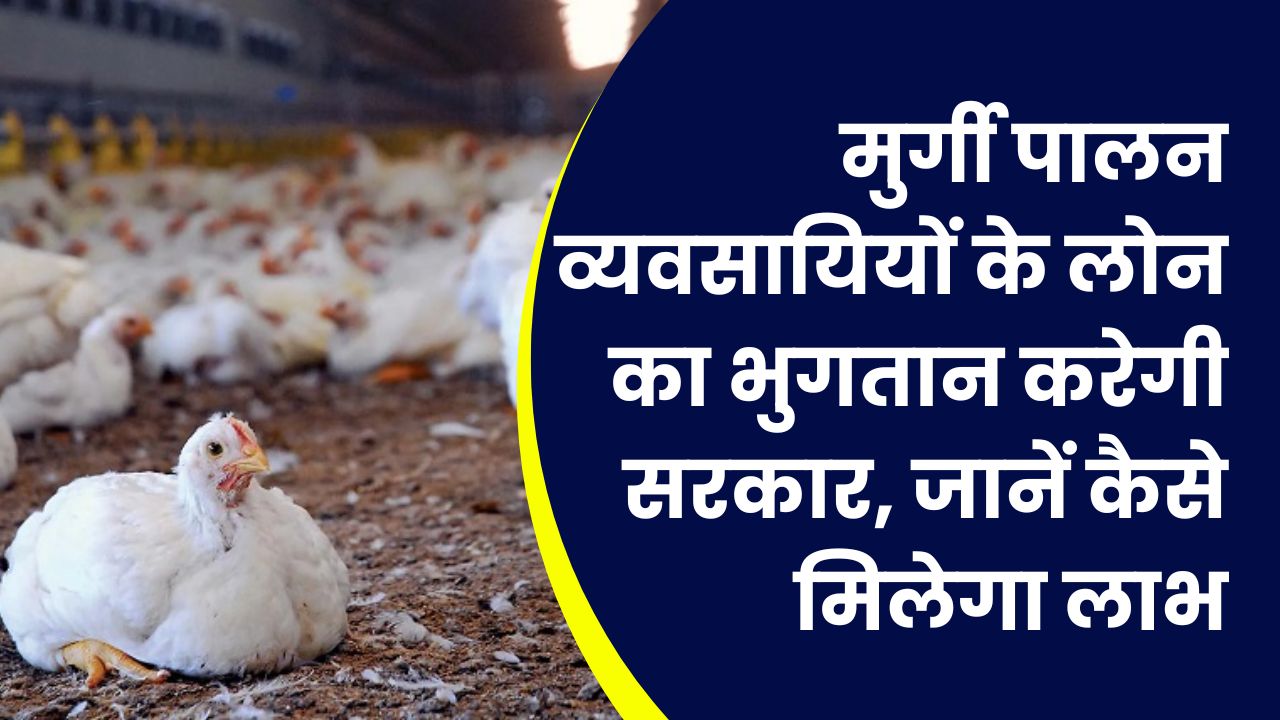 मुर्गी पालन व्यवसायियों के लोन का भुगतान करेगी सरकार, साथ ही बिजली बिल में भी मिलेगी छूट! जानें कैसे मिलेगा लाभ